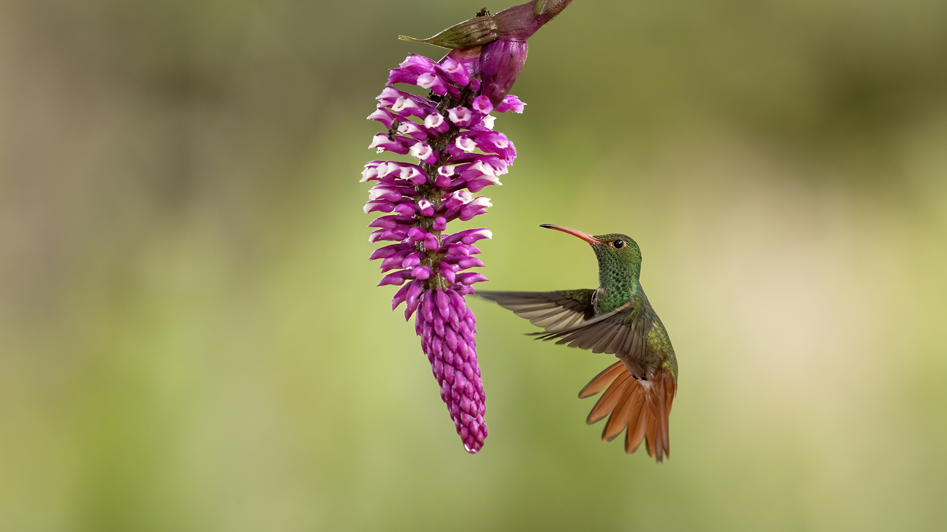 Rufous-tailed Hummingbird